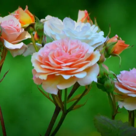 Au Mesnil Le Bas Bray